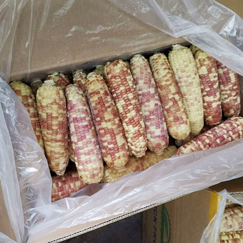 冷冻煮熟的糯玉米